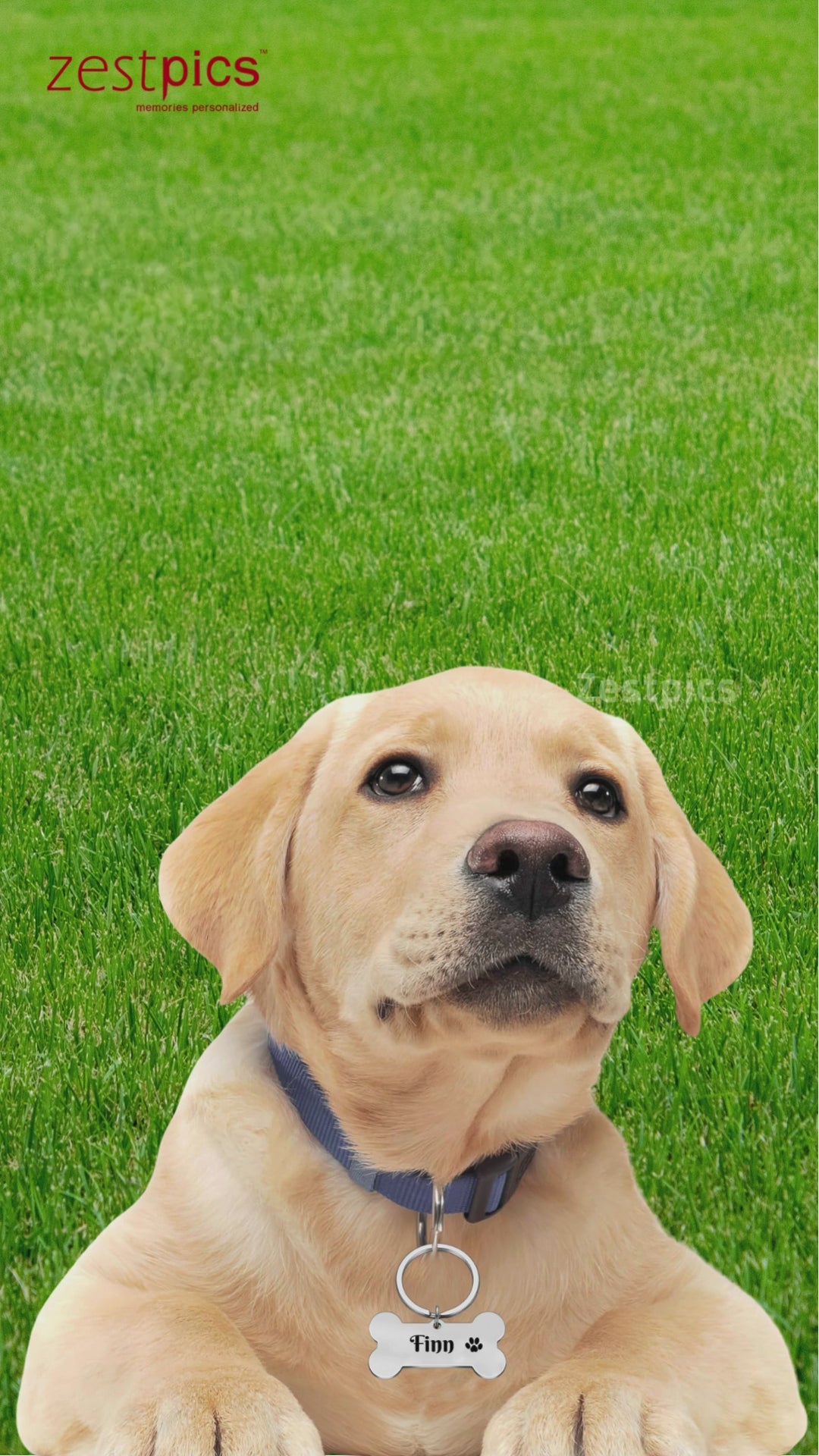 Dog Tag - Name Tags for Dogs, Dog Collar with Name Tag | Zestpics