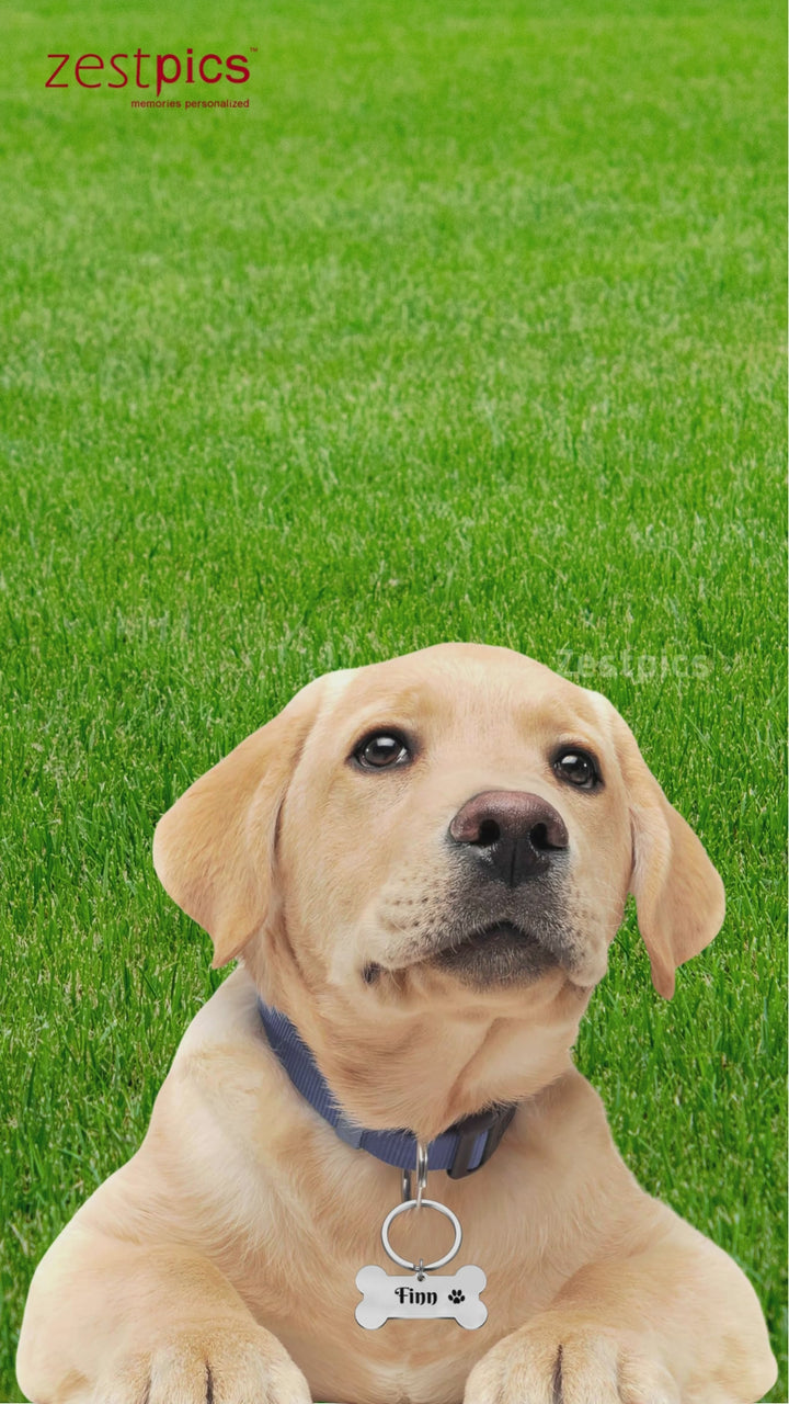 Dog Tag - Name Tags for Dogs, Dog Collar with Name Tag | Zestpics