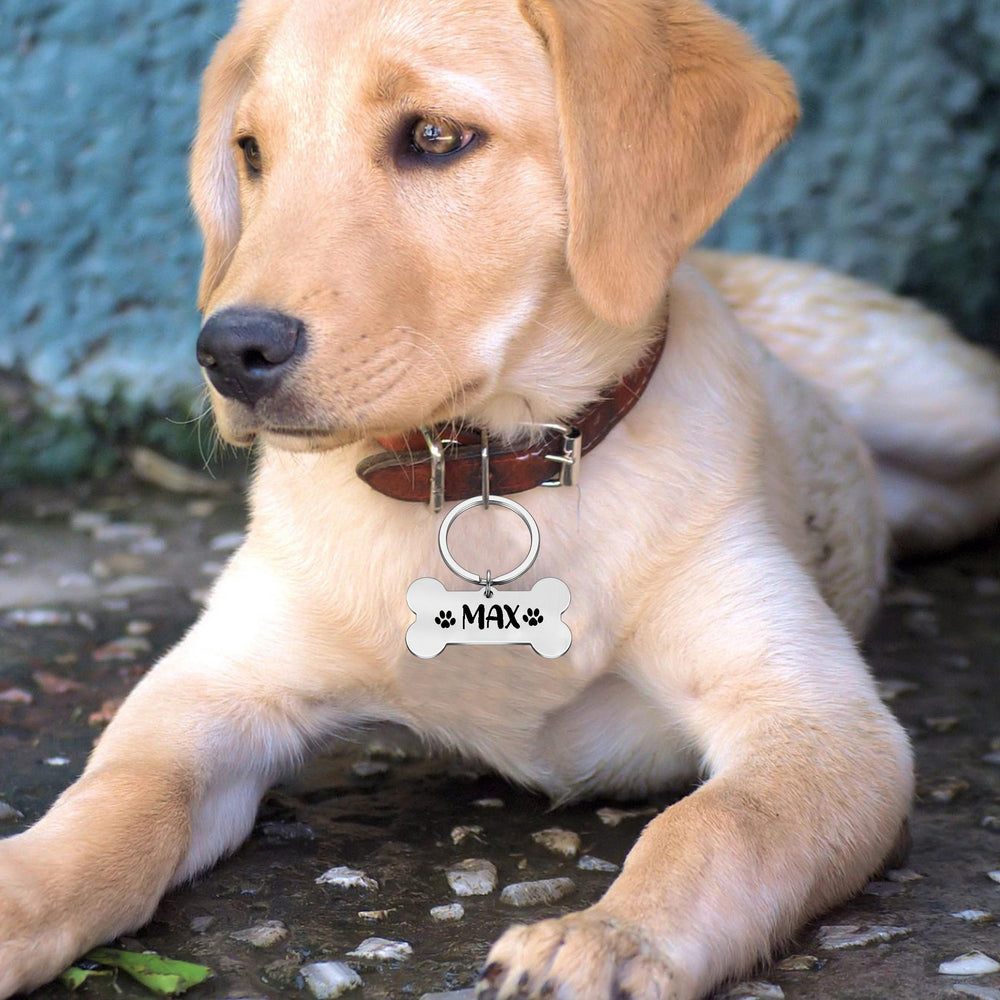 Dog Tag - Name Tags for Dogs, Dog Collar with Name Tag | Zestpics